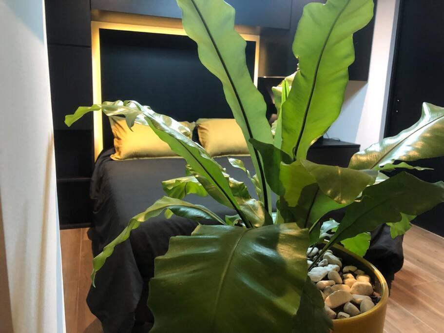 Black Loft. Moderno Y Nuevo, Super Ubicado. Meksika Dış mekan fotoğraf